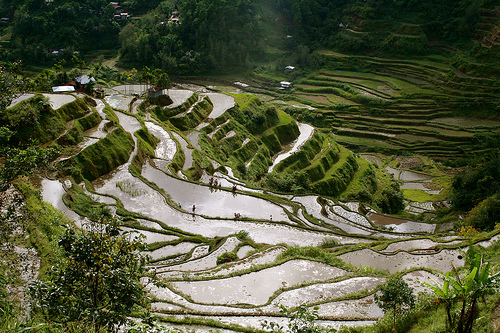 Banaue Rice Terraces