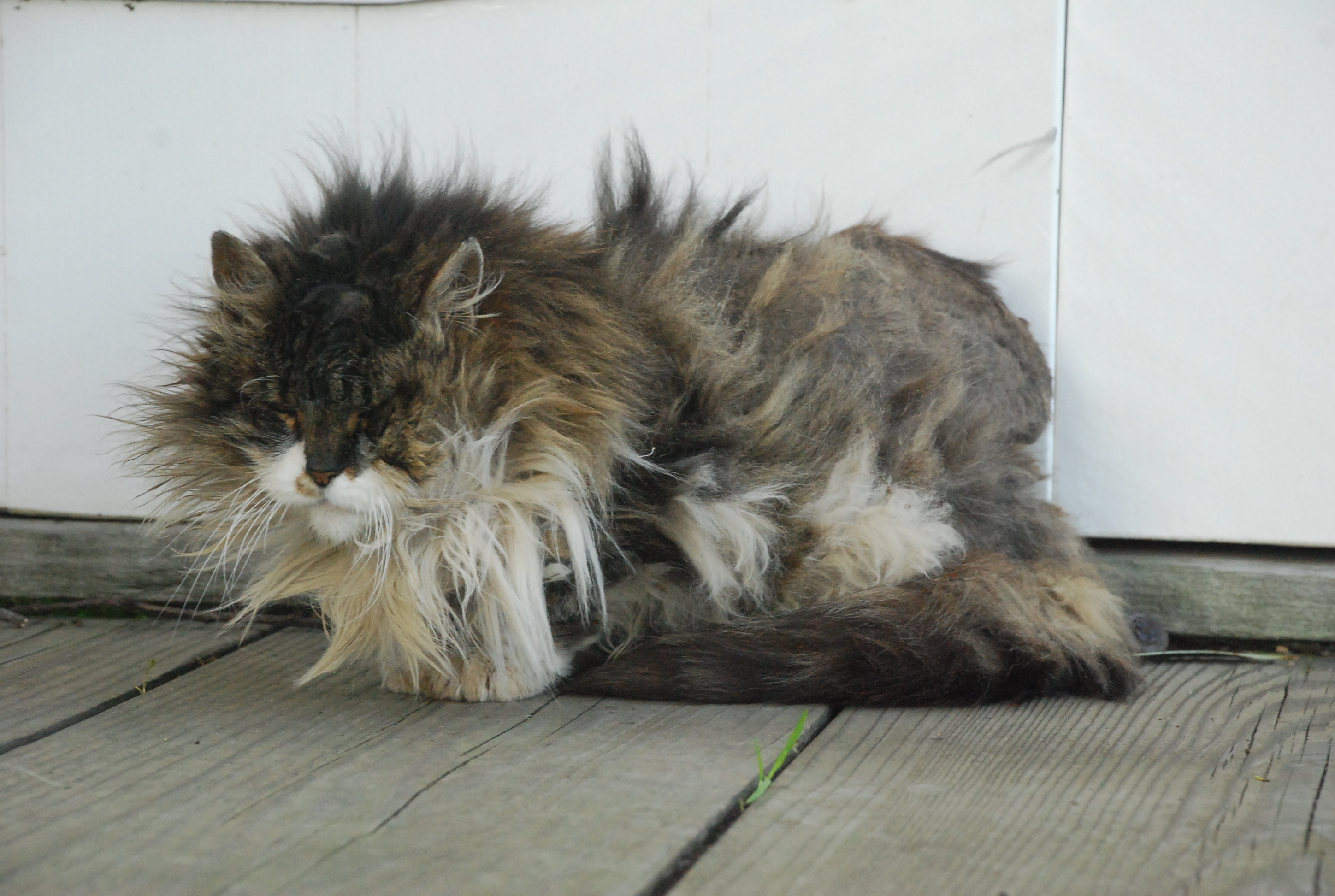 Fort Ross cat