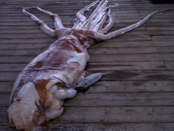 Giant Squid Found off Florida Coast - Stuart Florida Fisherman Catches Squid