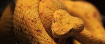 Golden Lancehead Pit Viper - Ilha de Queimada Grande - Brazil Deadly Island