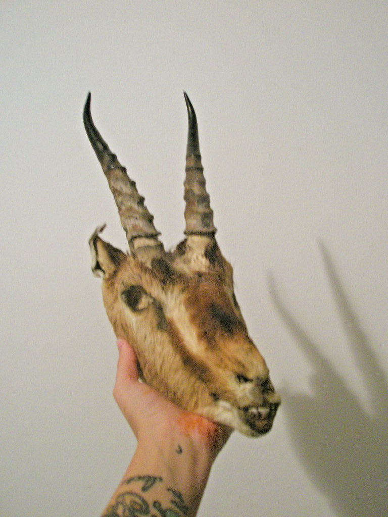 Nev Found a Gazelle Head in the Sahara - Atlas Obscura Correspondent