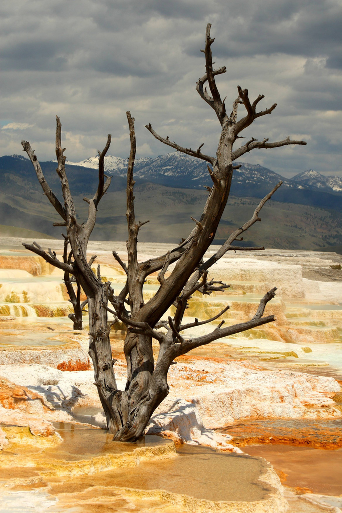 Mammoth Hot Springs - Yellowstone - Atlas Obscura Blog